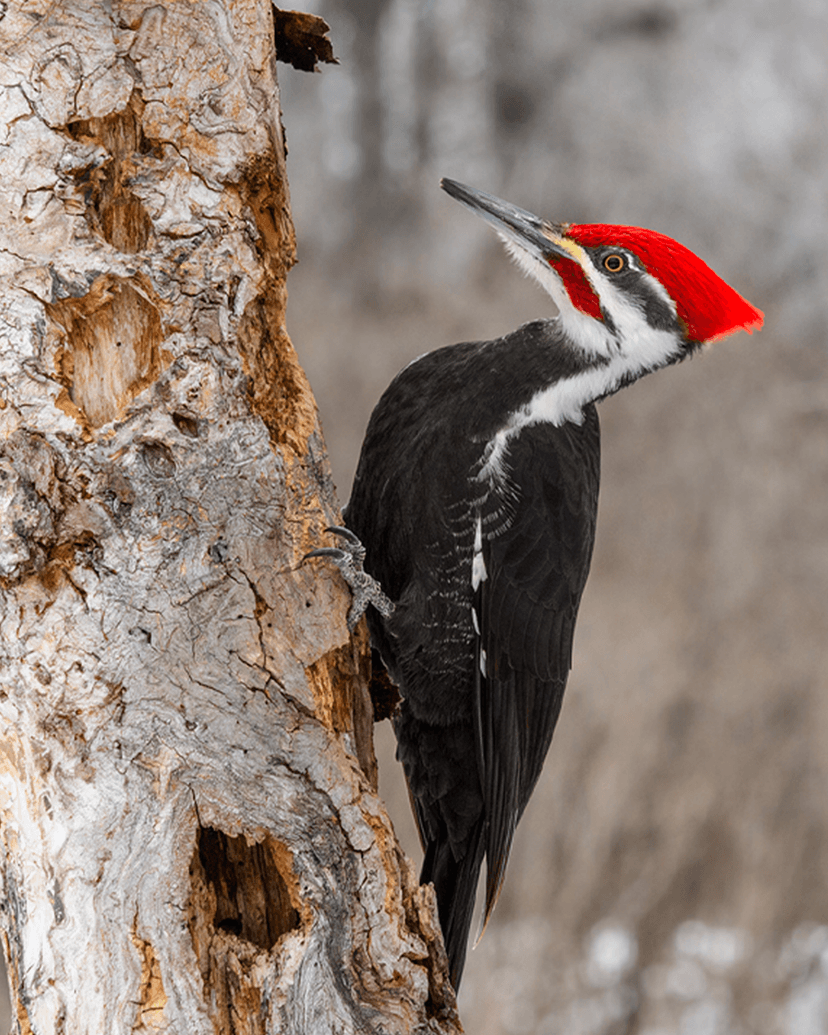 Pileated Woodpecker