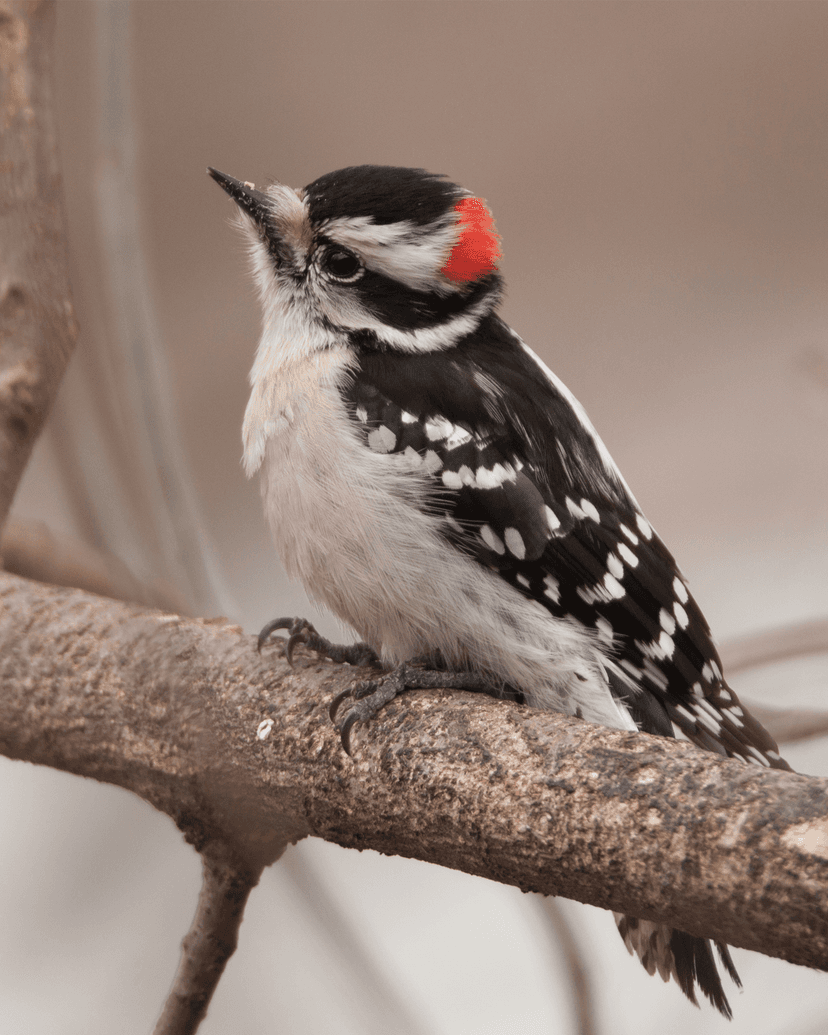 Downy Woodpecker